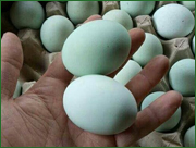 土鸡蛋  采购数量： 每天50斤